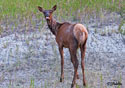 Cervus elaphus nelsoni